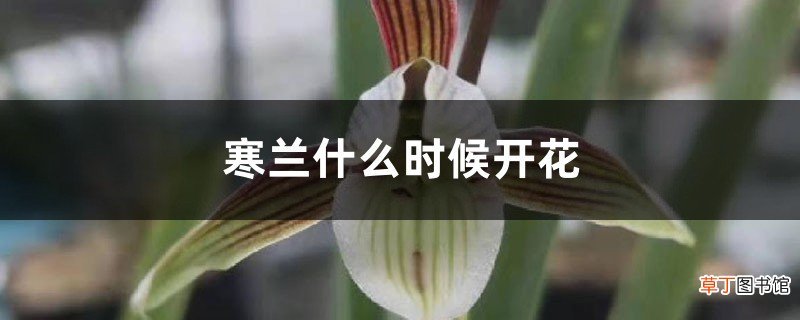 寒兰什么时候开花