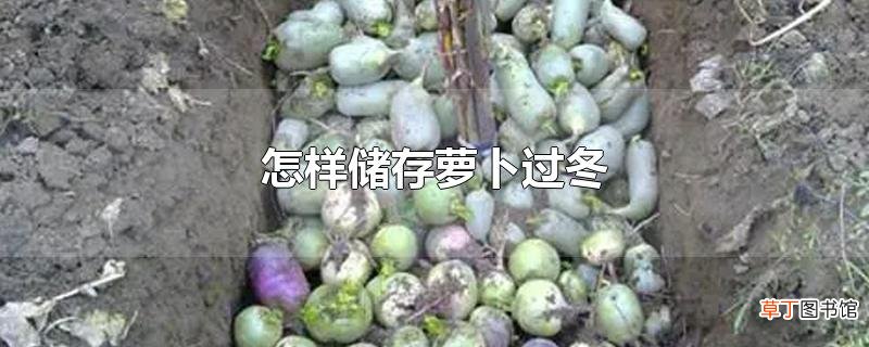 怎样储存萝卜过冬