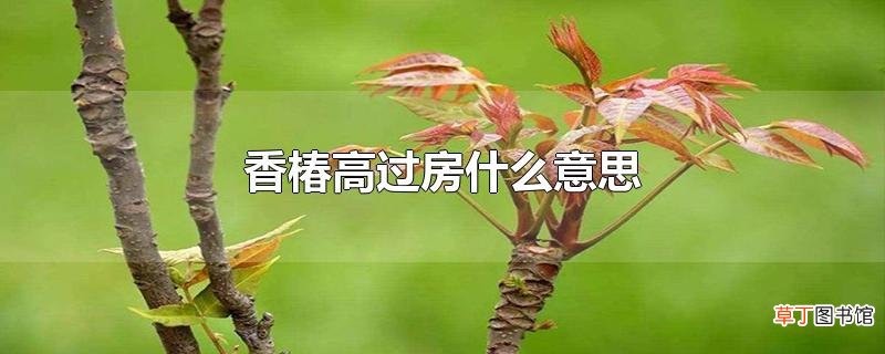 香椿高过房什么意思