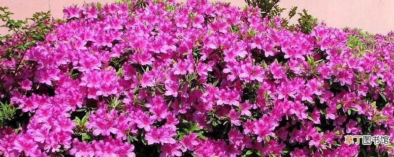 夏鹃与毛鹃的区别