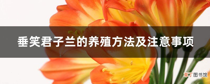 垂笑君子兰的养殖方法及注意事项