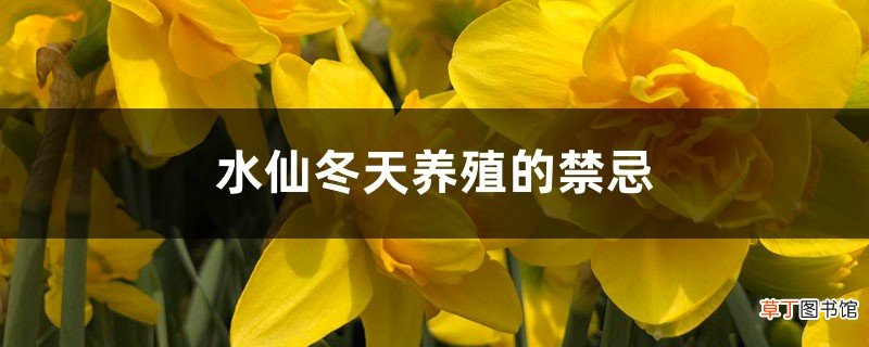 水仙冬天养殖的禁忌