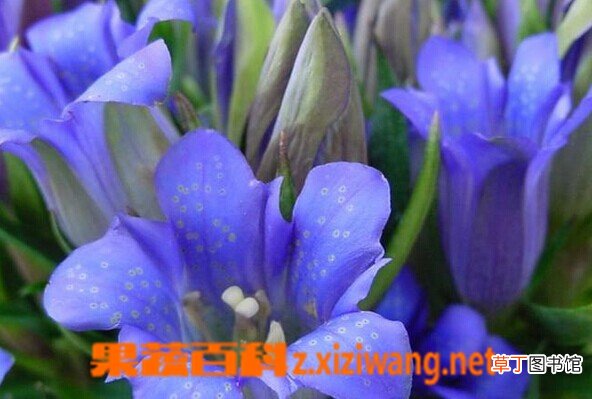 华丽龙胆的功效与作用