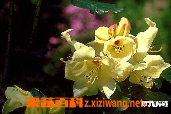 黄杯杜鹃的功效与作用