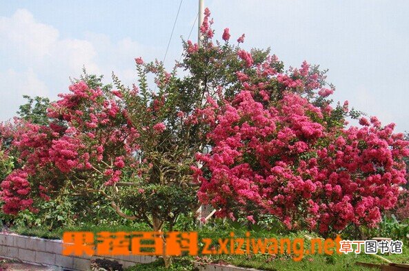 火把花的功效与作用