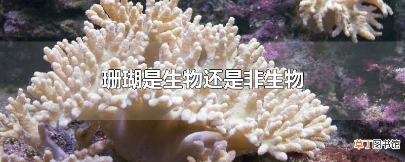 珊瑚是生物还是非生物