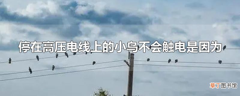 停在高压电线上的小鸟不会触电是因为