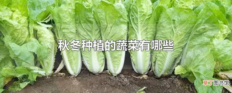 秋冬种植的蔬菜有哪些