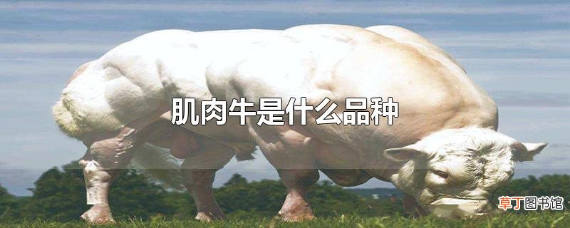 肌肉牛是什么品种