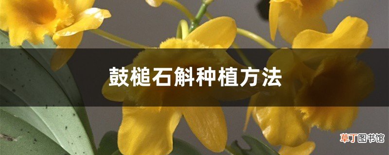 鼓槌石斛种植方法