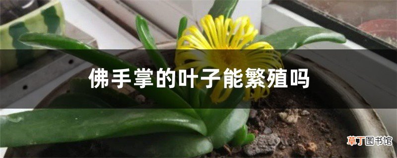 佛手掌的叶子能繁殖吗