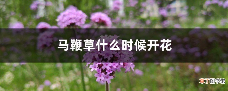 马鞭草什么时候开花
