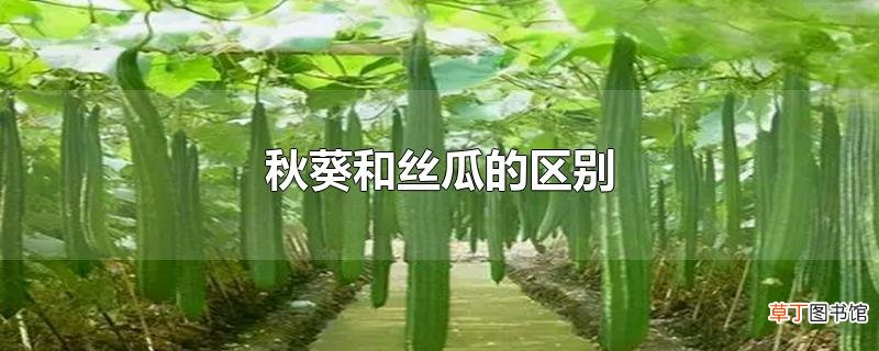 秋葵和丝瓜的区别