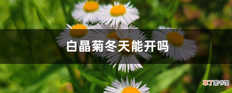 白晶菊冬天能开吗