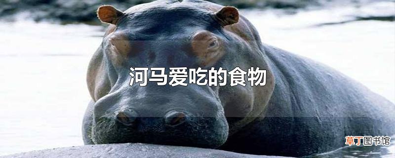 河马爱吃的食物