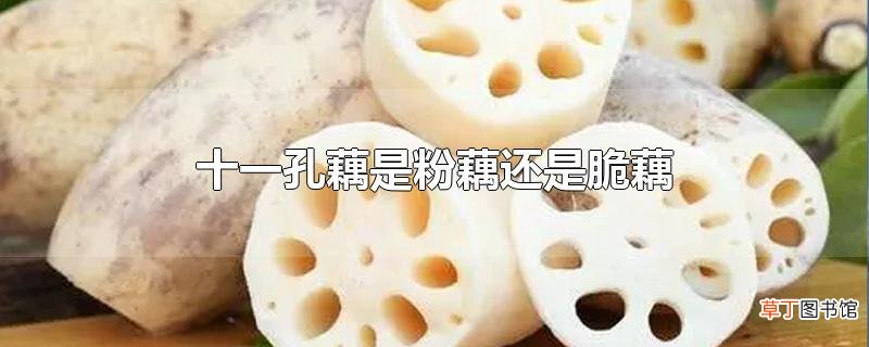 十一孔藕是粉藕还是脆藕