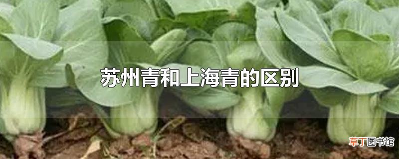 苏州青和上海青的区别