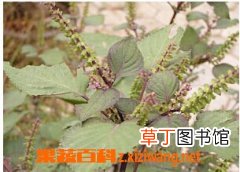紫苏子烧粥做法