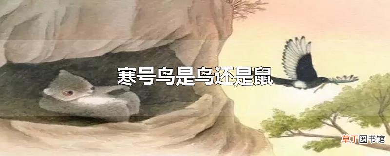 寒号鸟是鸟还是鼠