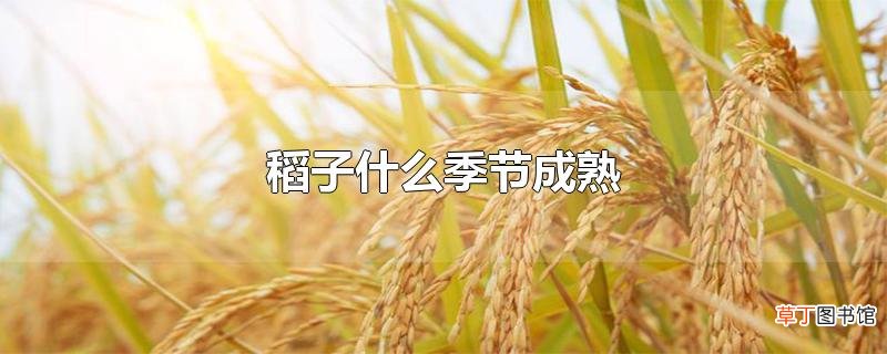 稻子什么季节成熟