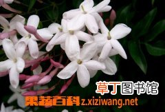 素馨花的功效与作用