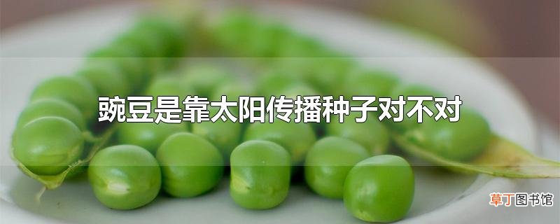 豌豆是靠太阳传播种子对不对