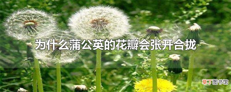 为什么蒲公英的花瓣会张开合拢