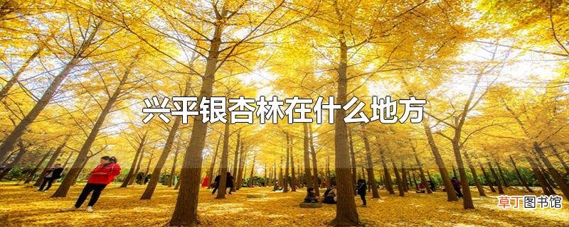 兴平银杏林在什么地方
