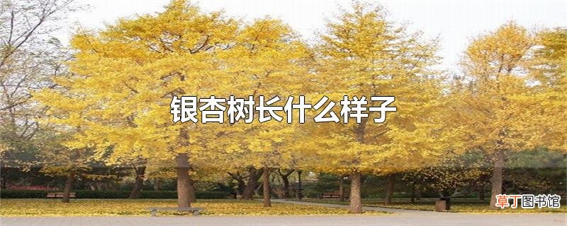 银杏树长什么样子