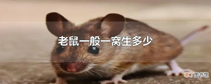 老鼠一般一窝生多少