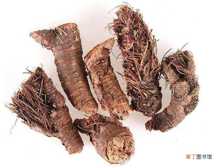 红景天能去黄褐斑吗