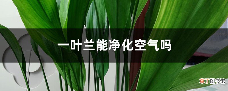一叶兰能净化空气吗