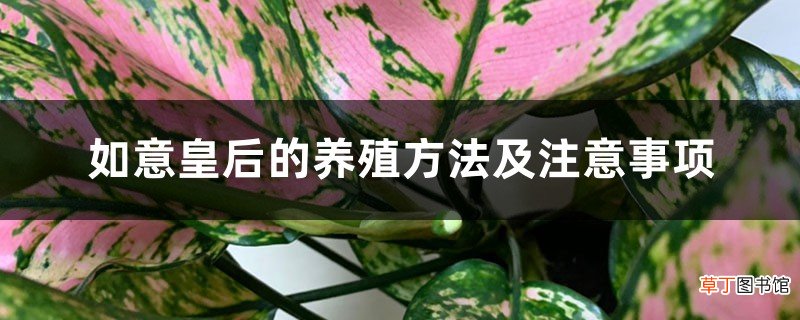 如意皇后的养殖方法及注意事项