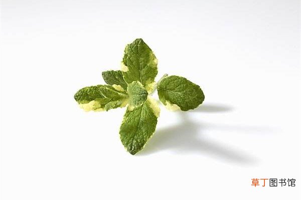 苹果薄荷的养殖方法