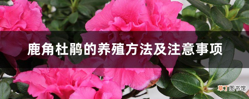 鹿角杜鹃的养殖方法及注意事项