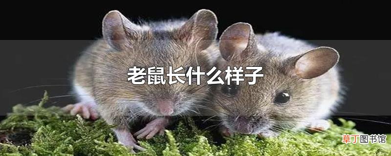 老鼠长什么样子