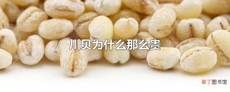 川贝为什么那么贵