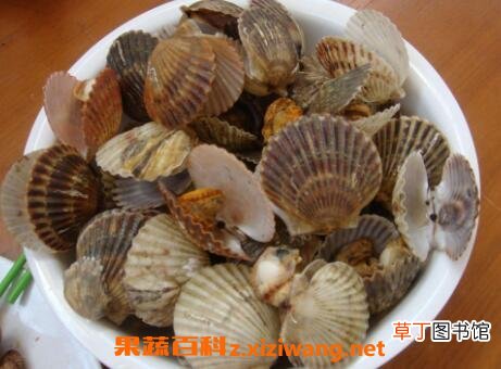 扇贝怎么洗 扇贝的清洗方法教程