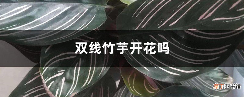 双线竹芋开花吗