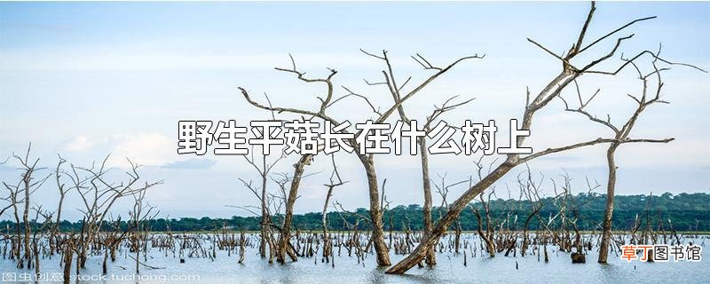 野生平菇长在什么树上