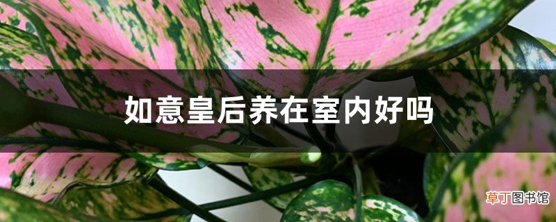如意皇后养在室内好吗