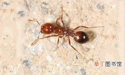 红火蚁最怕什么东西 村民被红火蚁咬后休克