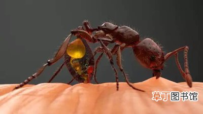 红火蚁最怕什么东西 村民被红火蚁咬后休克
