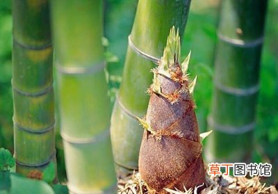 究竟是怎么一回事 游客挖竹笋遭村民索赔1根1万