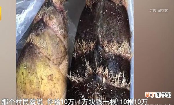 究竟是怎么一回事 游客挖竹笋遭村民索赔1根1万