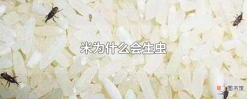 米为什么会生虫