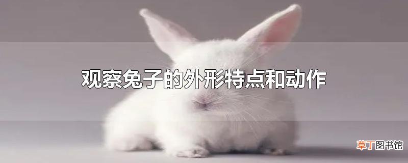 观察兔子的外形特点和动作