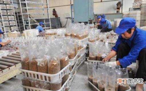 小型加工厂加盟做什么好?农村不错的小型加工项目