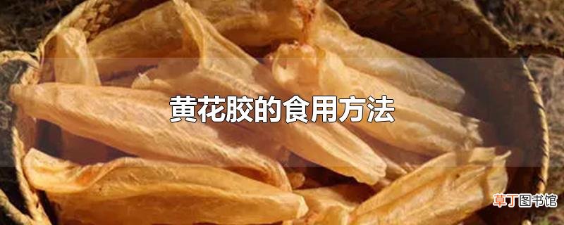黄花胶的食用方法