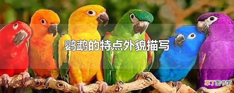 鹦鹉的特点外貌描写